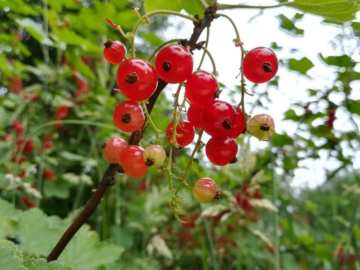 Vegawagen Psyche, Een Sprookje In Coevorden Dış mekan fotoğraf