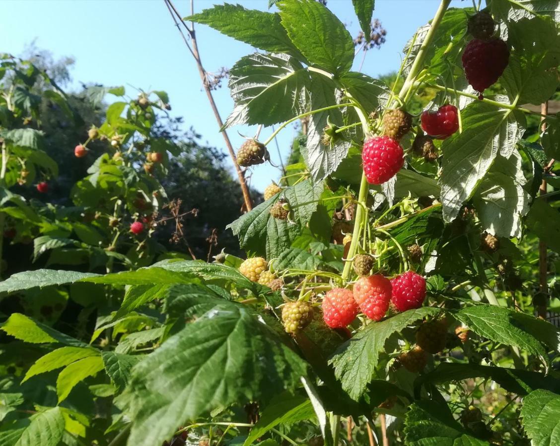 Vegawagen Psyche, Een Sprookje In Coevorden Dış mekan fotoğraf